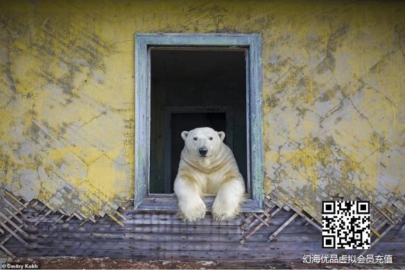 什么，苏联人变成北极熊住在了气象站？