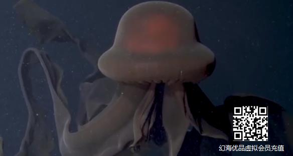 科学家发现超罕见巨型幻影水母：长达10米 超大口腕