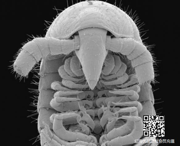 澳洲惊现真·千足虫：拥有1306条腿 命名珀耳塞福涅