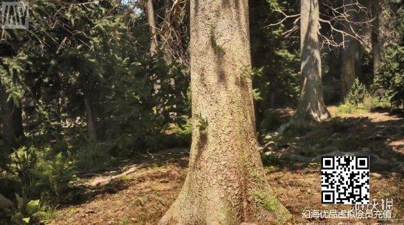 虚幻5引擎超逼真云杉树林场景演示视频 堪比实景拍摄！