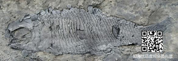 亚洲首现 云南发现最古老肋鳞裂齿鱼类 距今2.44亿年