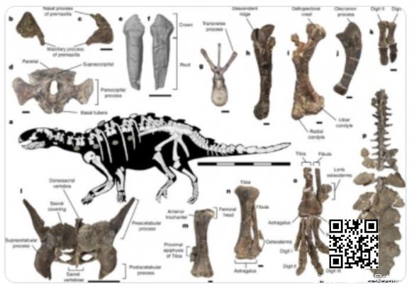 全新恐龙物种被发现：尾巴似七对大刀 劈砍重锤双效