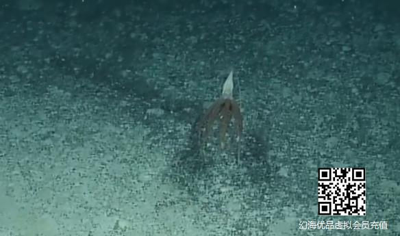 或为新物种！科学家在太平洋地区发现2米长“海笔”！