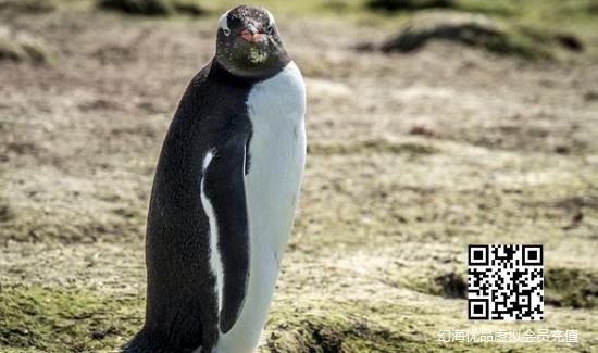 企鹅是外星生物？科学家称粪便中发现金星化学物质