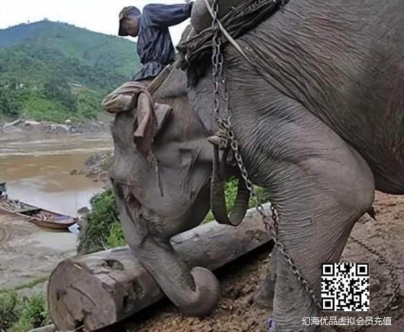 泰国大象高温下工作突然暴走：用象牙把主人撕成两半！