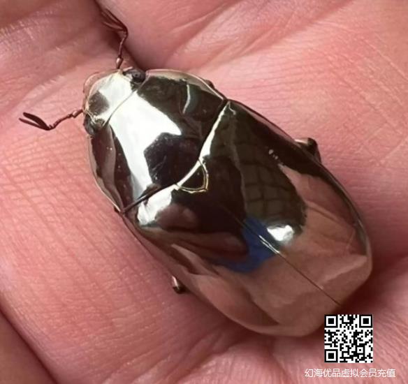 网友发现罕见“银色甲虫”！外壳呈金属光泽好似模型！