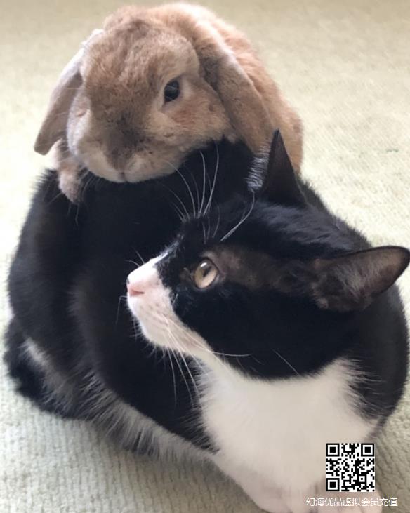 这只兔子不太正经！网友分享家中总抱一起的猫猫兔兔
