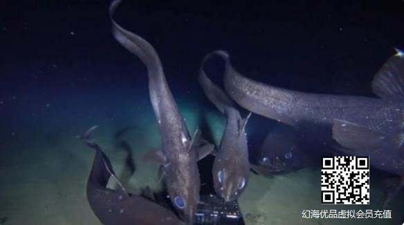 顶级掠食者！日本发现全球已知最大型的深海硬骨鱼！