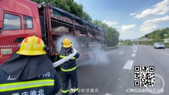 生命诚可贵！重庆消防队喷水挽救110余头中暑的生猪