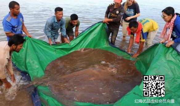 重达300公斤巨型黄貂鱼！湄公河捕获全球最大淡水鱼