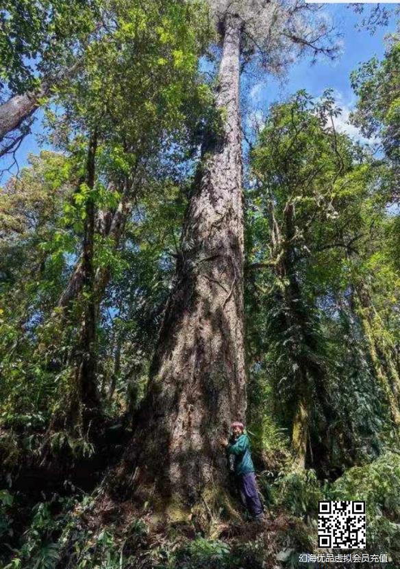 76.8米新树王！西藏墨脱县发现中国大陆已知最高树！