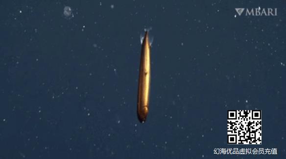 通体青铜金属色 形似鱼雷！美国深海发现罕见“龙鱼”！