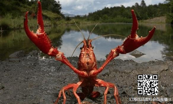 日本宣布将正式禁售小龙虾！将之视为外来入侵物种！