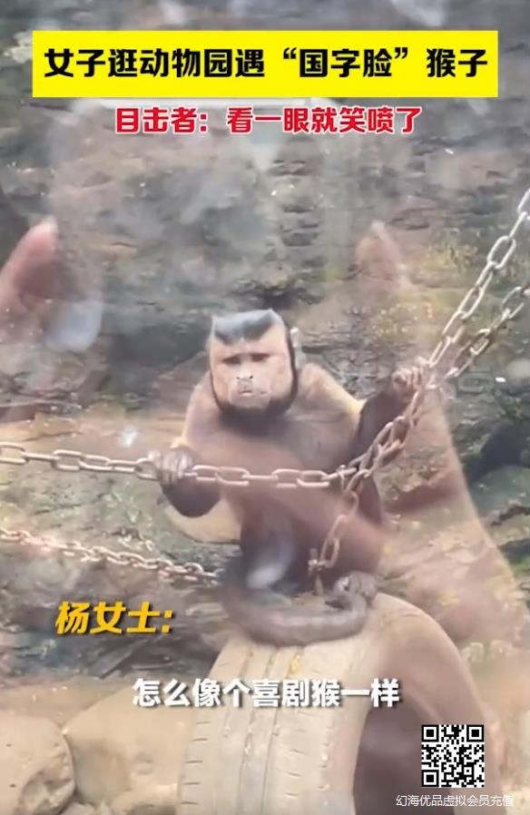 绷不住了！动物园国字脸络腮胡的猴子走红：直接笑喷