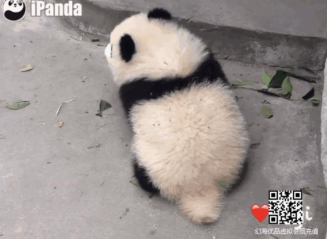 经典“熊猫坐”！熊猫：接下来我为大家表演一个提肛！