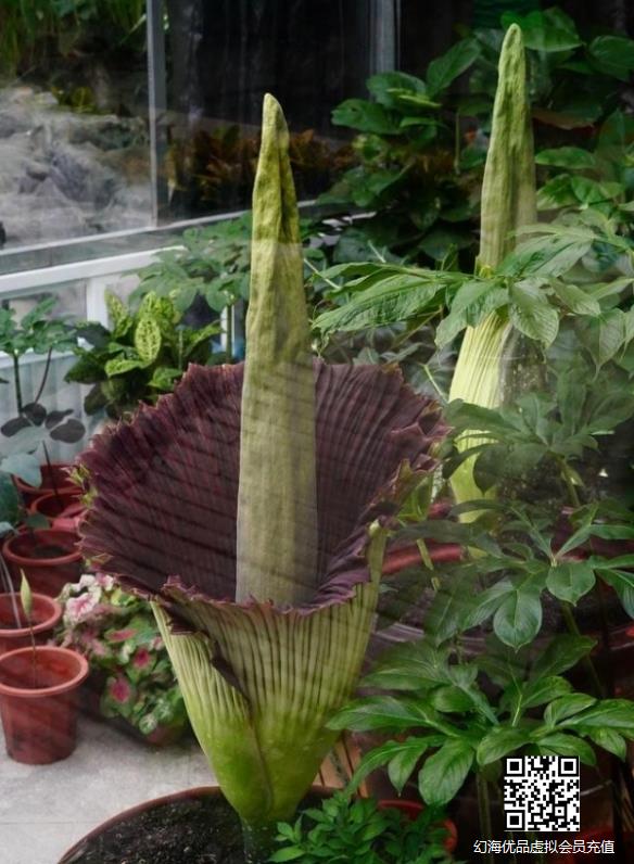 世界最臭的花！国家植物园巨魔芋开花：花期仅48小时
