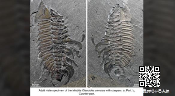 距今5.08亿年！科学家首次发现史前三叶虫“交配”化石