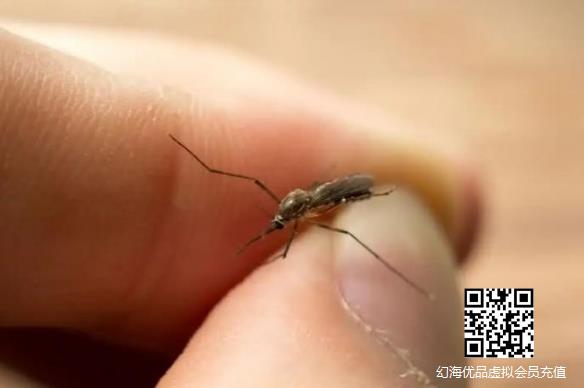 今年蚊子似乎少了许多！40度高温停止产卵，会被热死！